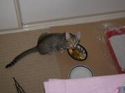 20100313_Topaz