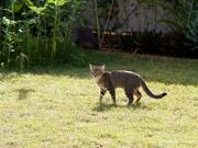 20100328_Cats