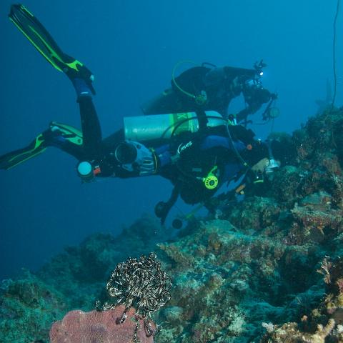 IMG 4398 - Version 2  Nimrod Explorer 2008 Osprey Reef Trip : 20080715NimrodDives, Album_Names, crinoid, diver, diving, JAlbum, Nimrod Explorer, Pixies Pinnacle, PostedTo, underwater