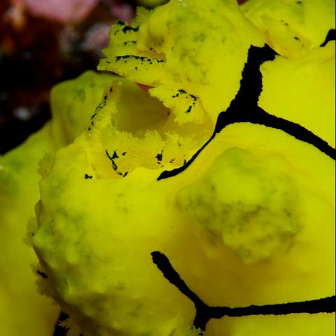 IMG 5292 - Version 2  Nimrod Explorer 2008 Osprey Reef Trip : 20080715NimrodDives, Aegiretidae, Album_Names, ANADORIDOIDEA, diving, DORIDINA, JAlbum, Nimrod Explorer, Notodoris minor, NUDIBRANCHIA, Phil's Bommie 1, PostedTo, underwater