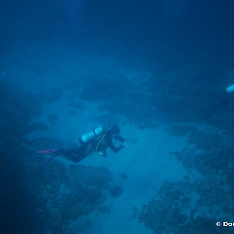 IMG 6704  Hendersons, North Morton : underwater, diving, 20110422_Hendersons, unidive