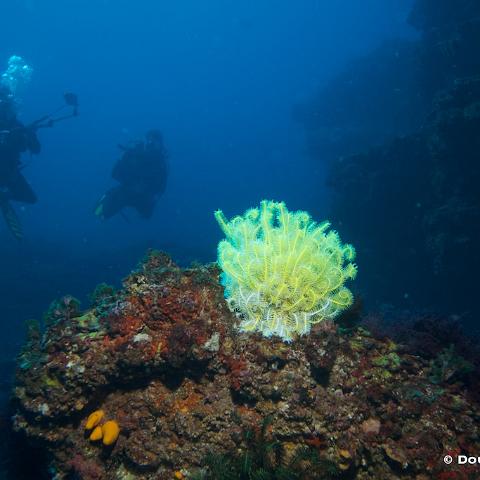 IMG 6735  Hendersons, North Morton : diving, underwater, 20110422_Hendersons, unidive