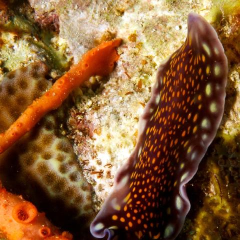 IMG 7837 - Version 2  Matrix  Scientific Classification  Kingdom:	Animalia Phylum:	Platyhelminthes Class:	Turbellaria Order:	Polycladida Suborder:	Cotylea Family:	Pseudocerotidae Species:	Pseudoceros lindae : orange, Pseudocerotidae, Cotylea, iStockPhoto, brown, yellow, Pseudoceros lindae, underwater, iStockAccept, Polycladida, sponge, Flat worm