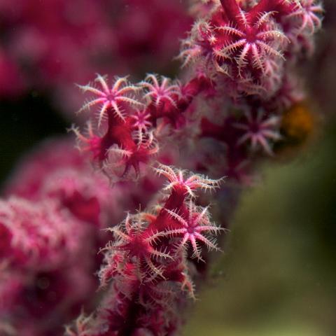IMG 7890 - Version 2  Lemus Island : pink, soft coral, coral, underwater, white, polyps