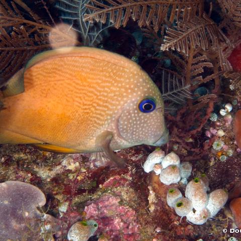 MG 5354  Raja Ampat 2014 - Brown Surgeonfish : Raja_Ampat_2014