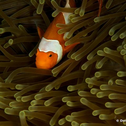 MG 5453  Raja Ampat 2014 - False clown anemonefish : Raja_Ampat_2014