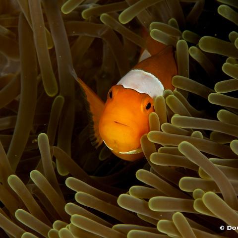 MG 5454  Raja Ampat 2014 - False clown anemonefish : Raja_Ampat_2014