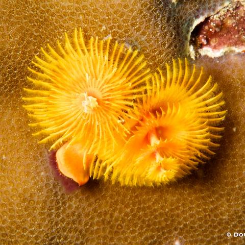 MG 5676  Raja Ampat 2014 - tube worms : Raja_Ampat_2014