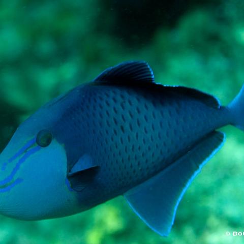 MG 5774  Raja Ampat 2014 - red-toothed triggerfish : Raja_Ampat_2014
