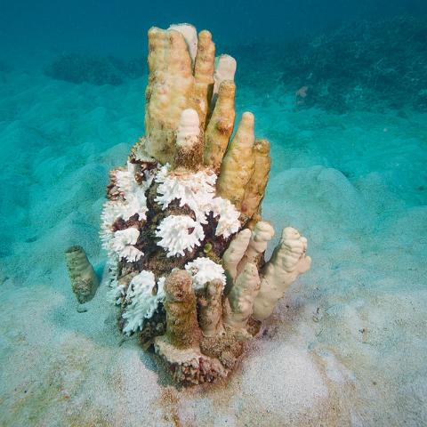 20160419- MG 1713  Collette Reef - GBR - Far North Queensland Australia - Very heavy bleaching : 20160417_GBR_Far_North_Kalinda_dive_trip