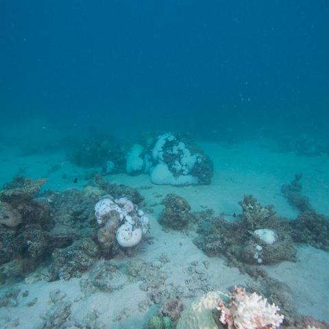 20160419- MG 1714  Collette Reef - GBR - Far North Queensland Australia - Very heavy bleaching : 20160417_GBR_Far_North_Kalinda_dive_trip