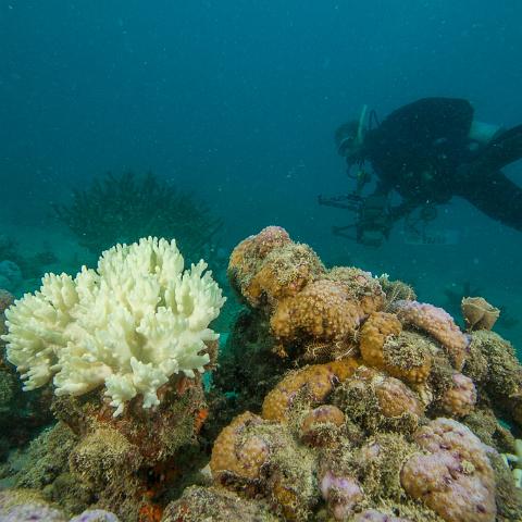 20160419- MG 1724  Collette Reef - GBR - Far North Queensland Australia - Very heavy bleaching : 20160417_GBR_Far_North_Kalinda_dive_trip
