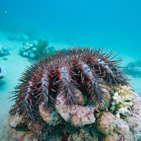 20160419- MG 1726  Collette Reef - GBR - Far North Queensland Australia - Very heavy bleaching : 20160417_GBR_Far_North_Kalinda_dive_trip