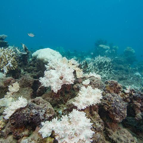 20160419- MG 1728  Collette Reef - GBR - Far North Queensland Australia - Very heavy bleaching : 20160417_GBR_Far_North_Kalinda_dive_trip