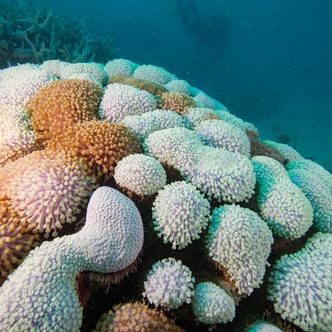 20160419- MG 1740  Collette Reef - GBR - Far North Queensland Australia - Very heavy bleaching : 20160417_GBR_Far_North_Kalinda_dive_trip