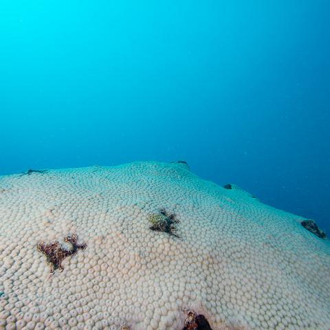 20160419- MG 1745  Collette Reef - GBR - Far North Queensland Australia - Very heavy bleaching : 20160417_GBR_Far_North_Kalinda_dive_trip