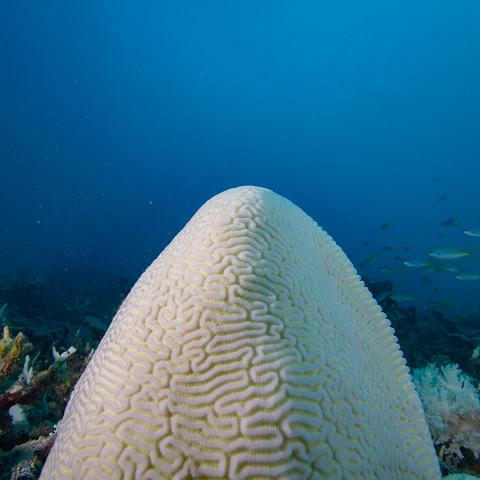 20160419- MG 1756  Collette Reef - GBR - Far North Queensland Australia - Very heavy bleaching : 20160417_GBR_Far_North_Kalinda_dive_trip