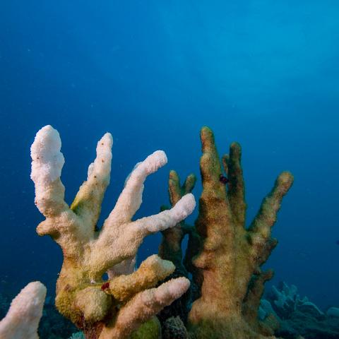 20160419- MG 1758  Collette Reef - GBR - Far North Queensland Australia - Very heavy bleaching : 20160417_GBR_Far_North_Kalinda_dive_trip