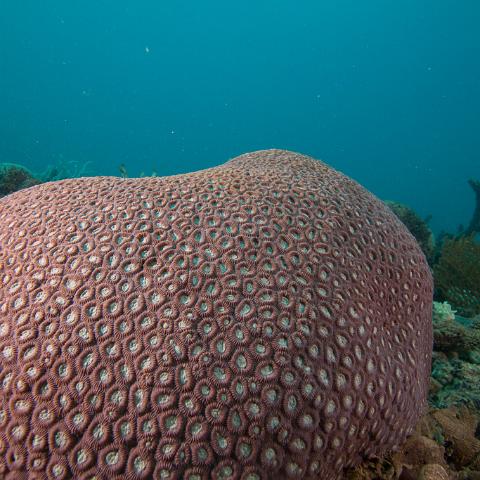 20160419- MG 1763  Collette Reef - GBR - Far North Queensland Australia - Very heavy bleaching : 20160417_GBR_Far_North_Kalinda_dive_trip