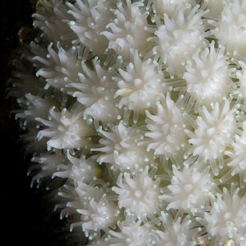 20160419- MG 1778  Collette Reef - GBR - Far North Queensland Australia - Very heavy bleaching : 20160417_GBR_Far_North_Kalinda_dive_trip