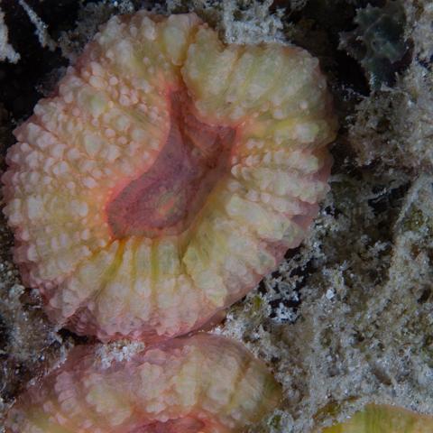 20160419- MG 1787  Collette Reef - GBR - Far North Queensland Australia - Very heavy bleaching : 20160417_GBR_Far_North_Kalinda_dive_trip