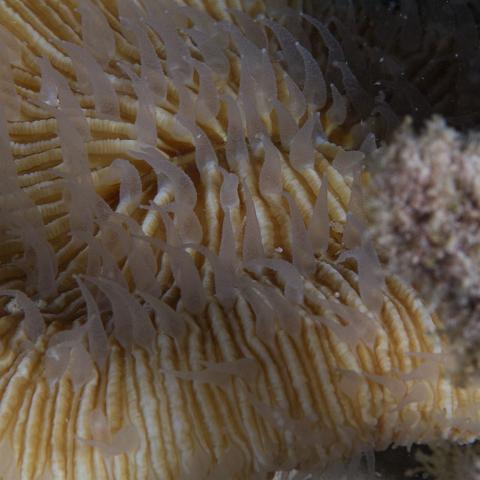 20160419- MG 1793  Collette Reef - GBR - Far North Queensland Australia - Very heavy bleaching : 20160417_GBR_Far_North_Kalinda_dive_trip