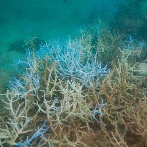 20160419- MG 1660  Monsoon Reef - Far North Queensland Australia - Extremly heavy bleaching : 20160417_GBR_Far_North_Kalinda_dive_trip, Monsoon Reef