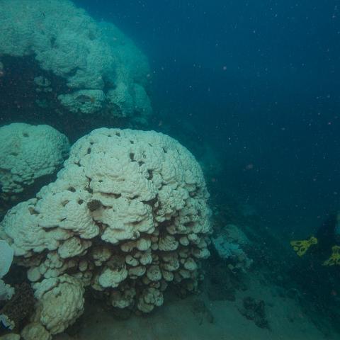20160419- MG 1667  Monsoon Reef - Far North Queensland Australia - Extremly heavy bleaching : 20160417_GBR_Far_North_Kalinda_dive_trip, Monsoon Reef