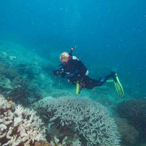 20160419- MG 1668  Monsoon Reef - Far North Queensland Australia - Extremly heavy bleaching : 20160417_GBR_Far_North_Kalinda_dive_trip, Monsoon Reef