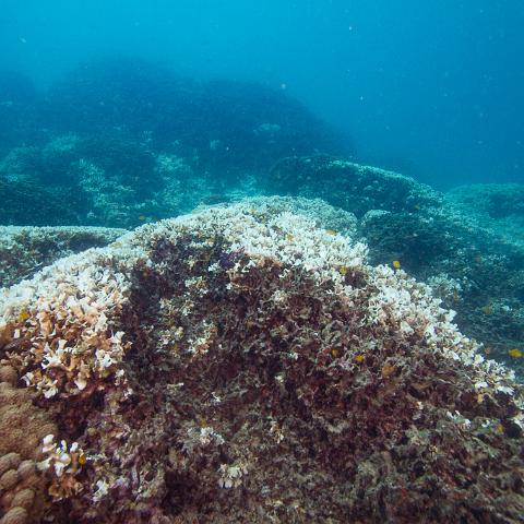 20160419- MG 1670  Monsoon Reef - Far North Queensland Australia - Extremly heavy bleaching : 20160417_GBR_Far_North_Kalinda_dive_trip, Monsoon Reef