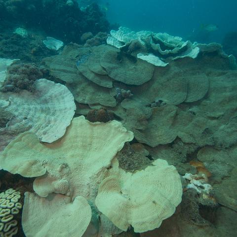 20160419- MG 1675  Monsoon Reef - Far North Queensland Australia - Extremly heavy bleaching : 20160417_GBR_Far_North_Kalinda_dive_trip, Monsoon Reef