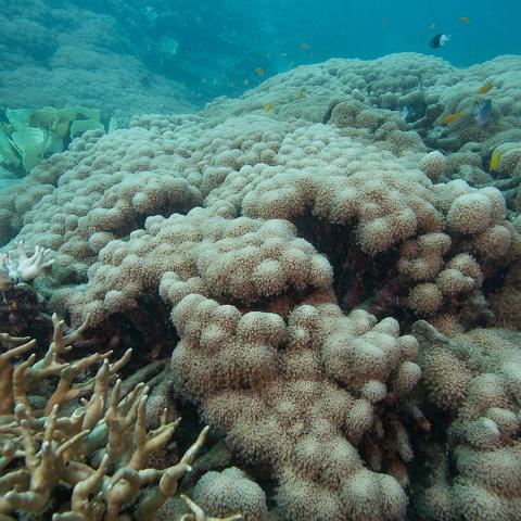 20160419- MG 1688  Monsoon Reef - Far North Queensland Australia - Extremly heavy bleaching : 20160417_GBR_Far_North_Kalinda_dive_trip, Monsoon Reef
