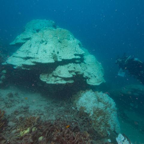 20160419- MG 1692  Monsoon Reef - Far North Queensland Australia - Extremly heavy bleaching : 20160417_GBR_Far_North_Kalinda_dive_trip, Monsoon Reef