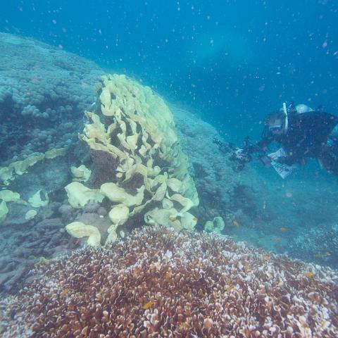 20160419- MG 1698  Monsoon Reef - Far North Queensland Australia - Extremly heavy bleaching : 20160417_GBR_Far_North_Kalinda_dive_trip, Monsoon Reef