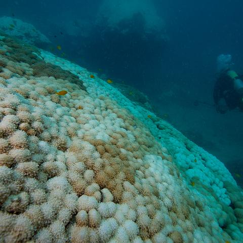 20160419- MG 1699  Monsoon Reef - Far North Queensland Australia - Extremly heavy bleaching : 20160417_GBR_Far_North_Kalinda_dive_trip, Monsoon Reef