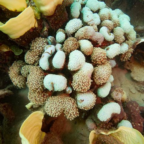 20160419- MG 1703  Monsoon Reef - Far North Queensland Australia - Extremly heavy bleaching : 20160417_GBR_Far_North_Kalinda_dive_trip, Monsoon Reef