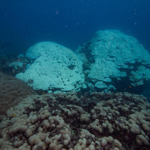 20160419- MG 1710  Monsoon Reef - Far North Queensland Australia - Extremly heavy bleaching : 20160417_GBR_Far_North_Kalinda_dive_trip, Monsoon Reef