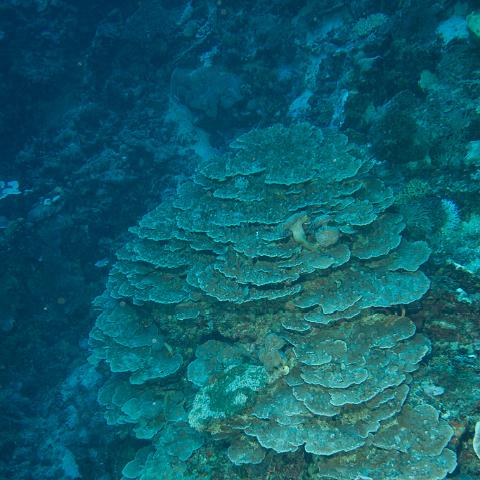 20160421- MG 2018 : 20160417_GBR_Far_North_Kalinda_dive_trip, Outside (Inside) wall drift - Great Detached Reef