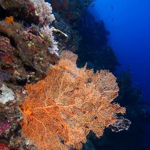 20160421- MG 2023 : 20160417_GBR_Far_North_Kalinda_dive_trip, Outside (Inside) wall drift - Great Detached Reef