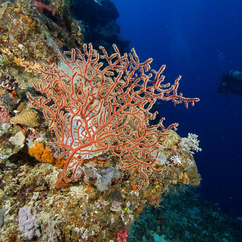 20160421- MG 2025 : 20160417_GBR_Far_North_Kalinda_dive_trip, Outside (Inside) wall drift - Great Detached Reef