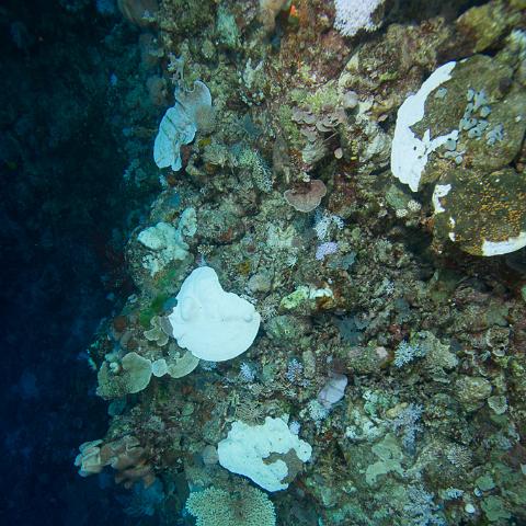 20160421- MG 2030 : 20160417_GBR_Far_North_Kalinda_dive_trip, Outside (Inside) wall drift - Great Detached Reef