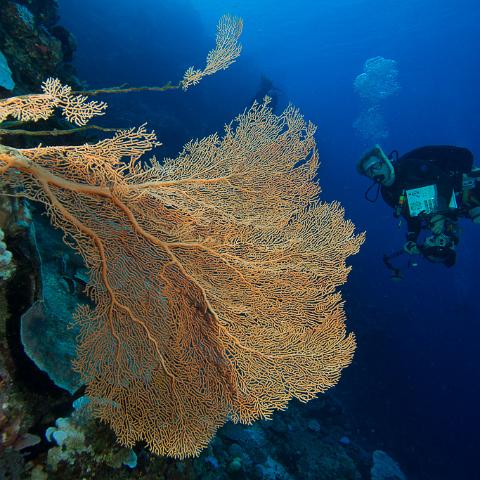 20160421- MG 2034 : 20160417_GBR_Far_North_Kalinda_dive_trip, Outside (Inside) wall drift - Great Detached Reef