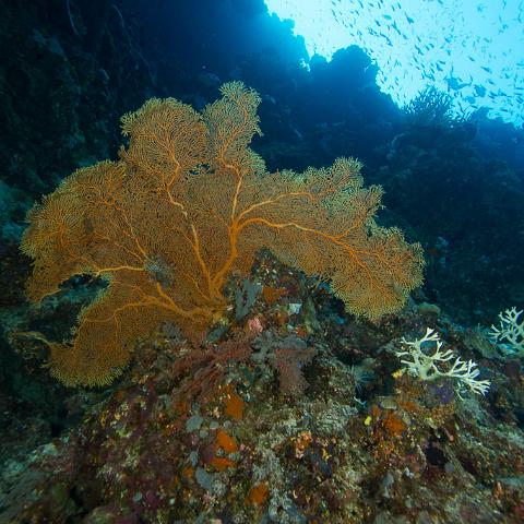 20160421- MG 2036 : 20160417_GBR_Far_North_Kalinda_dive_trip, Outside (Inside) wall drift - Great Detached Reef