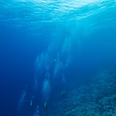 20160421- MG 2042 : 20160417_GBR_Far_North_Kalinda_dive_trip, Outside (Inside) wall drift - Great Detached Reef