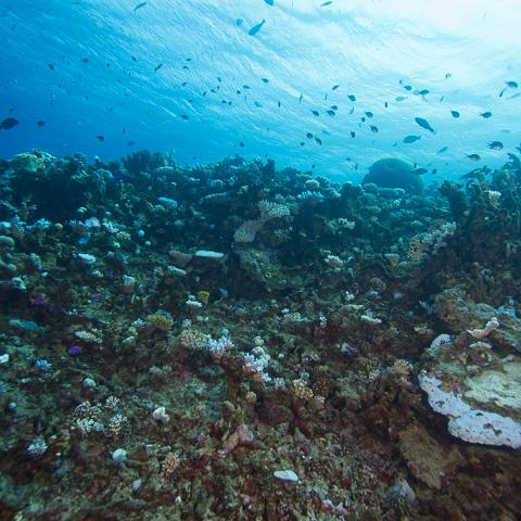 20160421- MG 2050 : 20160417_GBR_Far_North_Kalinda_dive_trip, Outside (Inside) wall drift - Great Detached Reef