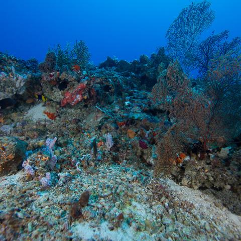 20160421- MG 2063 : 20160417_GBR_Far_North_Kalinda_dive_trip, Woody's Wood Reef - Great Detached Reef