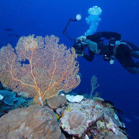 20160421- MG 2069 : 20160417_GBR_Far_North_Kalinda_dive_trip, Woody's Wood Reef - Great Detached Reef
