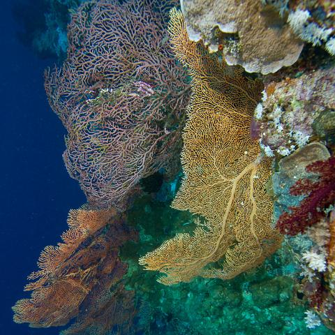 20160421- MG 2077 : 20160417_GBR_Far_North_Kalinda_dive_trip, Woody's Wood Reef - Great Detached Reef
