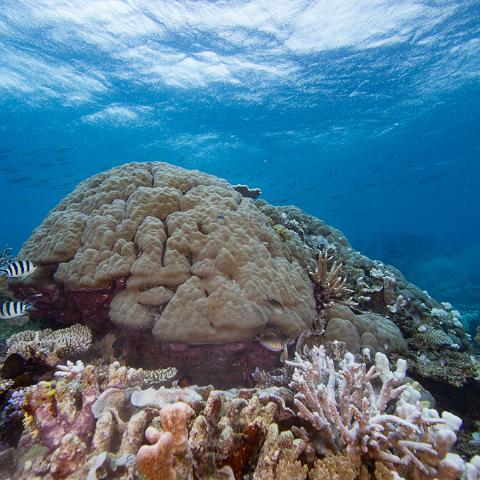 20160421- MG 2086 : 20160417_GBR_Far_North_Kalinda_dive_trip, Woody's Wood Reef - Great Detached Reef