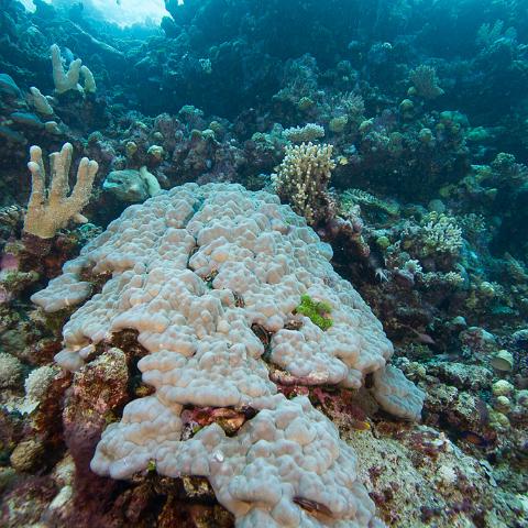 20160421- MG 2092 : 20160417_GBR_Far_North_Kalinda_dive_trip, Woody's Wood Reef - Great Detached Reef